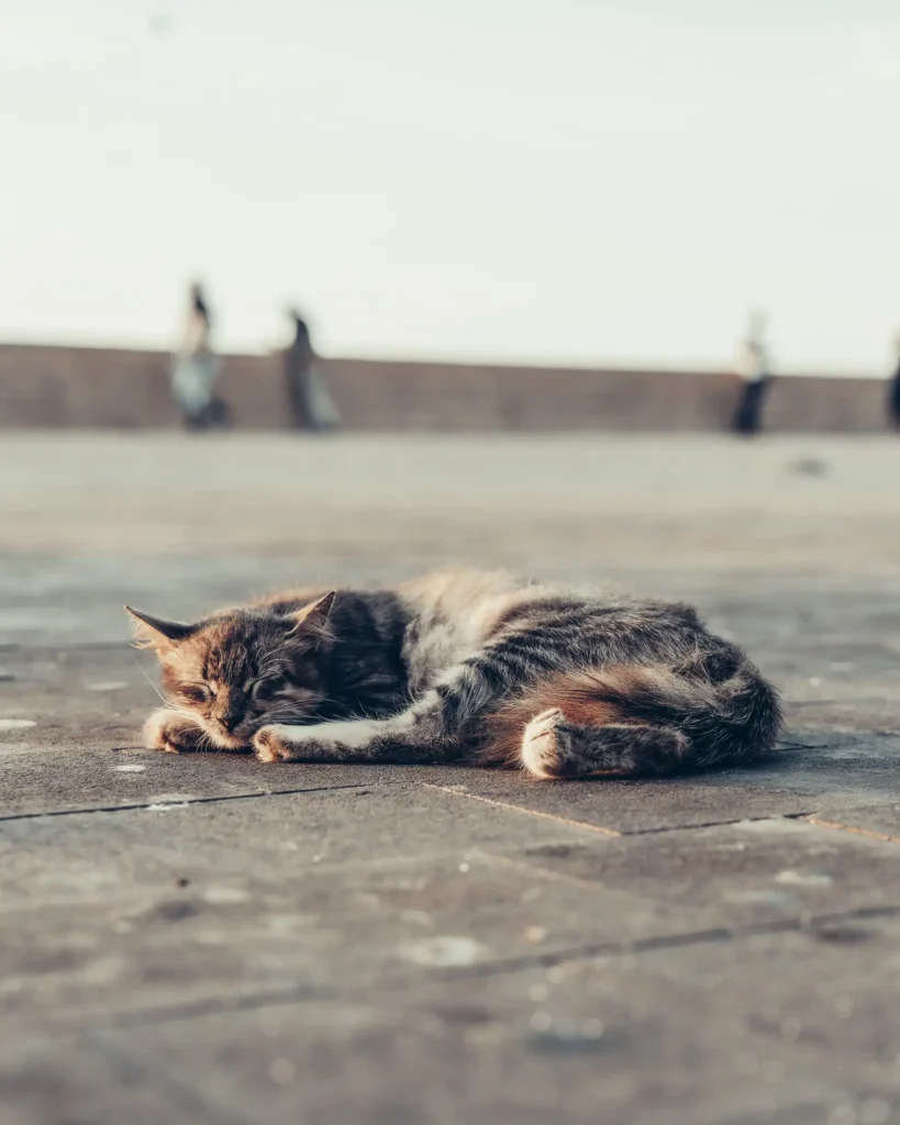 Sleeping cat on the ramparts of Essaouira, Morocco, with blurry passersby in the background.