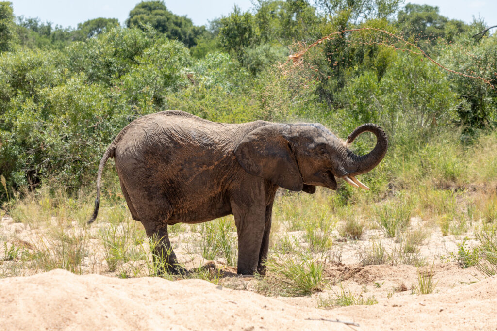 An elephant in Kruger National Park in South Africa