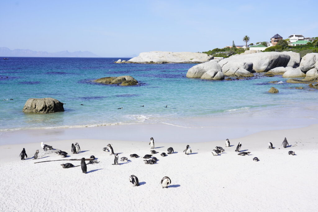 Penguins on the beach at Boulders Beach near Cape Town