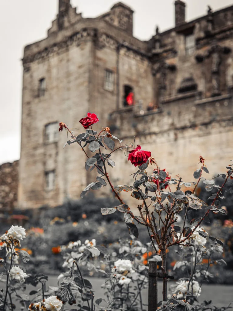 Roses in bloom against the old walls of Stirling Castle, red flowers set against grey stone under an overcast sky.