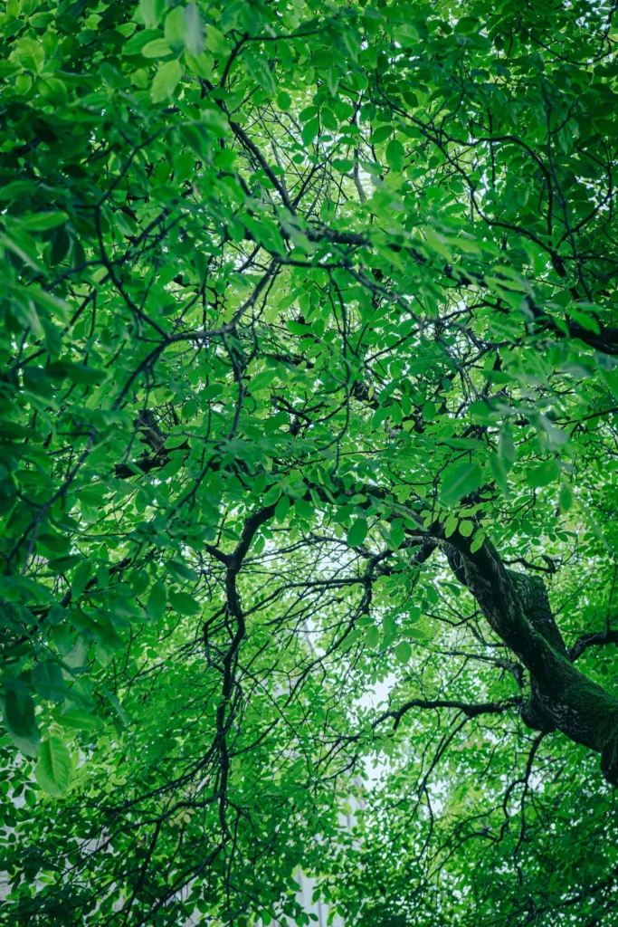 Dense summer foliage seen from below, green branches and leaves in the grounds of Stirling Castle, Scotland.