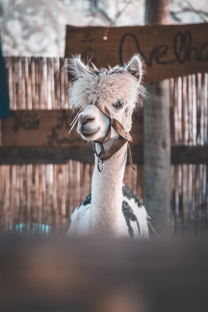 A black and white llama with a harness stands in front of a wooden fence during an outdoor medieval event.