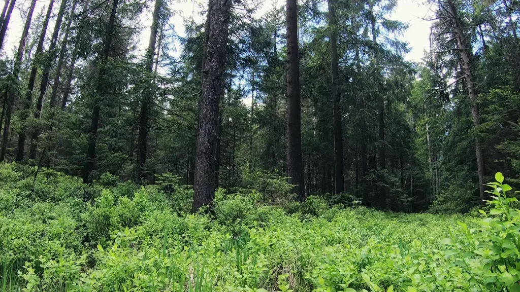 Wald und feuchte Vegetation bei unserem Spaziergang im Entlebuch